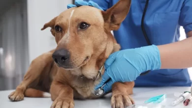 The veterinarian doctor treating, checking on dog at vet clinic.