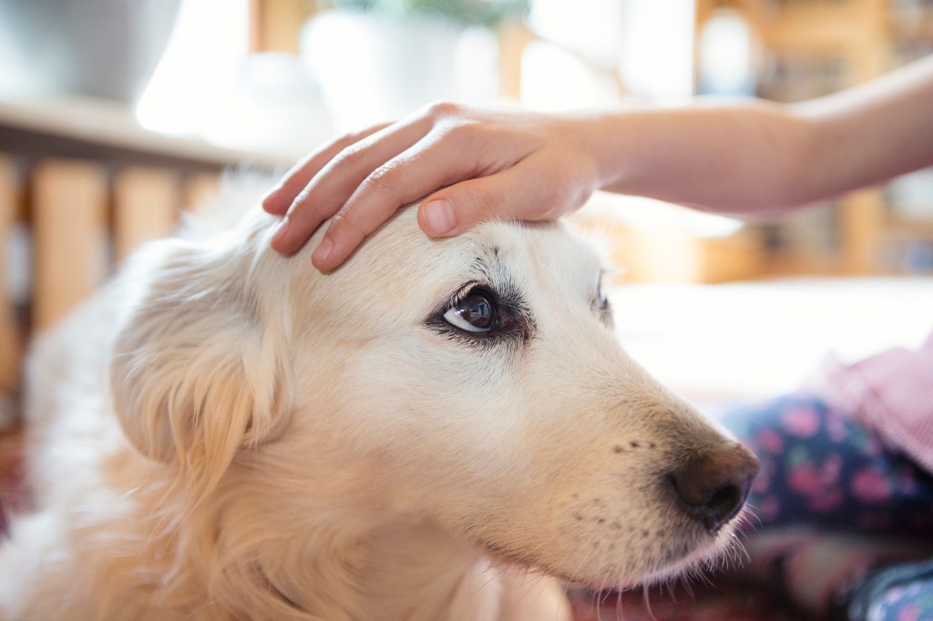img_1882 Hand stroking the head of a dog suffering from retinal dysplasia.