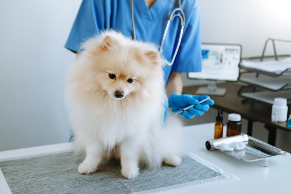 img_2073 Dog suffering from thrombopathia getting treated by vet.