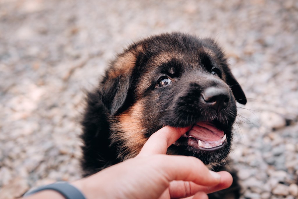gettyimages-1283460919 A dog who might be suffering from persistent deciduous teeth (persistent baby teeth).