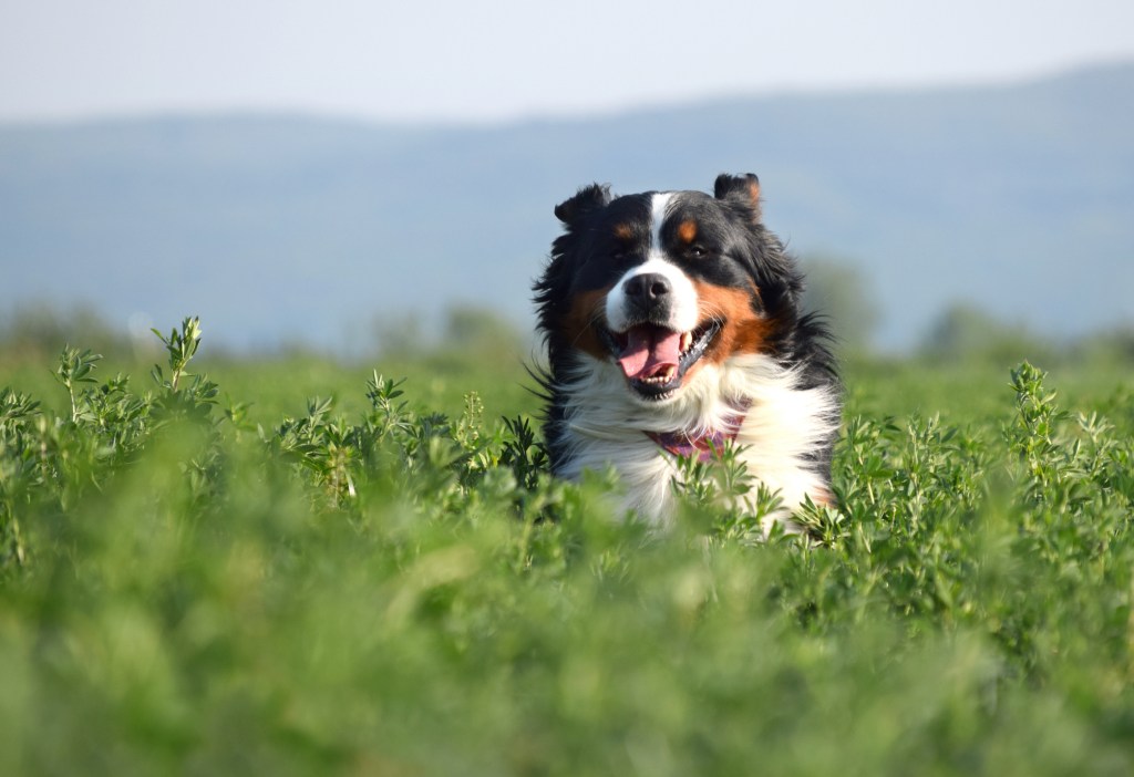 gettyimages-672397750 Bernese Mountain Dog running through a field of alfalfa
