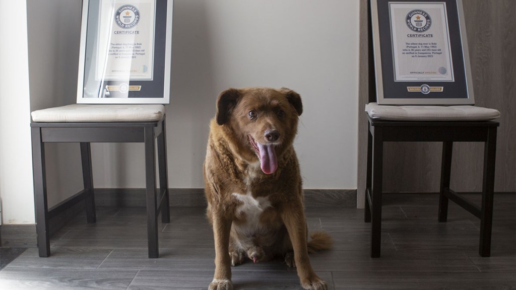 worlds-oldest-dog-bobi World's Oldest Dog Bobi
