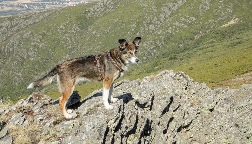 gettyimages-1438320606 Norwegian Lundehund who might be a polydactyly dog.