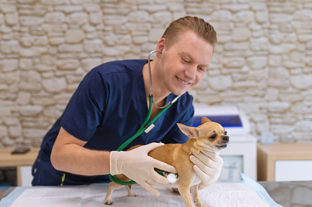 gettyimages-1221378120 A Chihuahua being examined for patellar luxation (or slipped stifles).