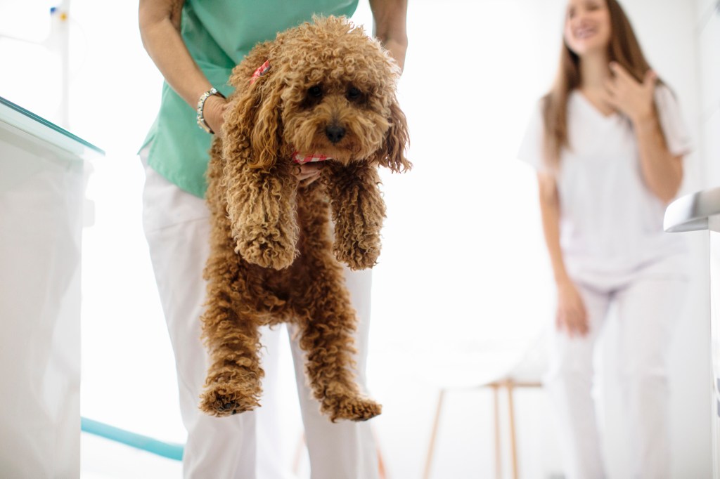 gettyimages-1451430893 A Poodle being checked for degenerative disc disease.