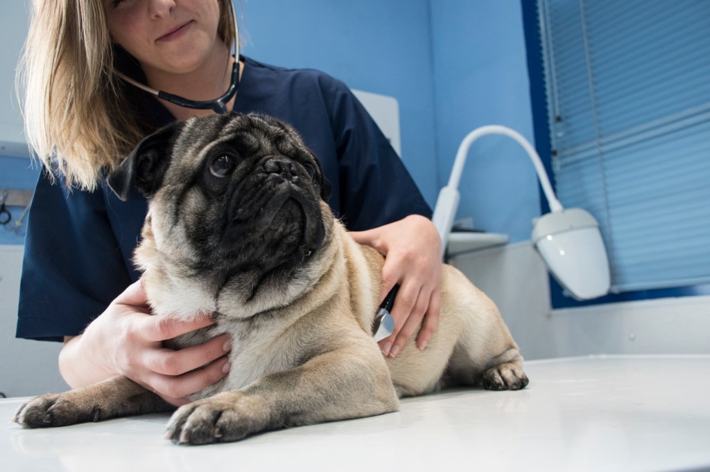 gettyimages-661773477 A dog being checked for distemper.