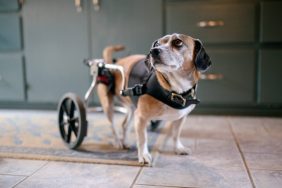 img_2962-e1725627277979 Beagle mix with a spinal birth defect enjoys daily life using a dog wheelchair for getting around easier.