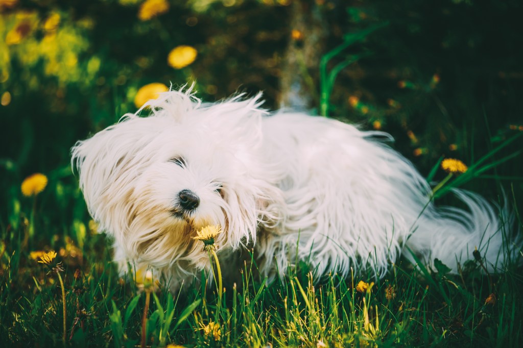 gettyimages-1137778374 Funny, White Bichon Bolognese Dog sitting in green grass and sniffs dandelion flowers in park