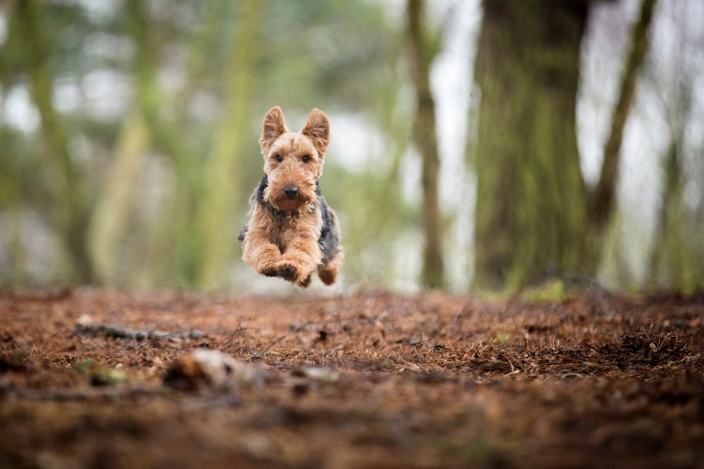 gettyimages-533202997 A Welsh Terrier dog in an Autumnal wood runs at full speed toward the camera. The small dog is airborne with all four paws off the ground.