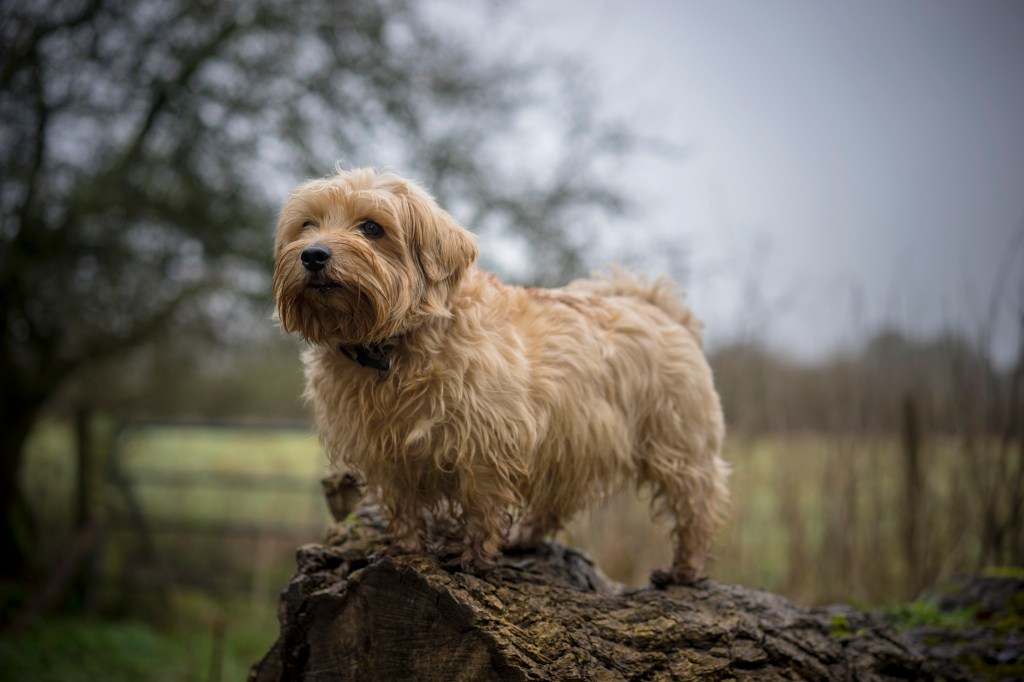 gettyimages-844394888 Norfolk Terrier in Gloucestershire countryside