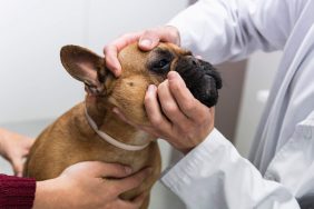 img_2915-e1724838601943 Vet checking French Bulldog’s face for skin fold dermatitis or intertrigo.