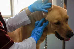 img_3024-e1727095812175 Vet applying antibiotic ointment on dog’s abscess wound.