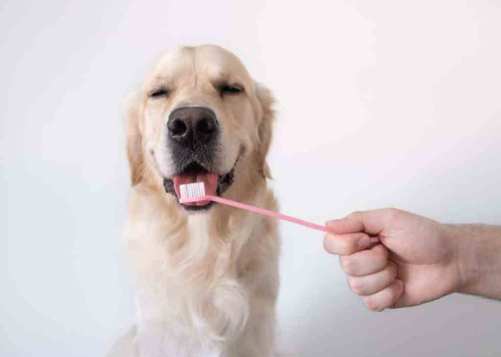 img_2877-e1724269017873 Dog licking toothbrush.