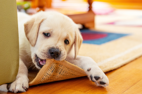 2_7a5d57 Cobbing in Dogs