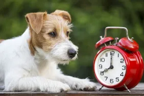 gettyimages-1268629100-e1699233410669 Cute pet dog with a red retro alarm clock as Daylight Saving Time ends.