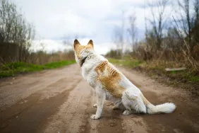 gettyimages-1396828732-e1706068835335 A lost dog possibly suffering from Missing or Lost Dog Syndrome sitting on a dirt path in the woods.