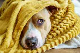 gettyimages-1636077616-1-e1741386962309 Horizontal cropped view of American Stanford dog hiding under a blanket