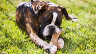 Dog chewing on bone
