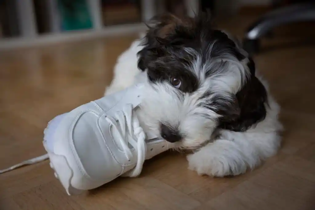 img_3262-e1730819643340 Puppy chewing on shoe.