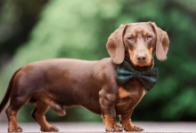 Dachshunds Are the Worst Breed