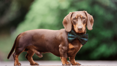 Dachshunds Are the Worst Breed