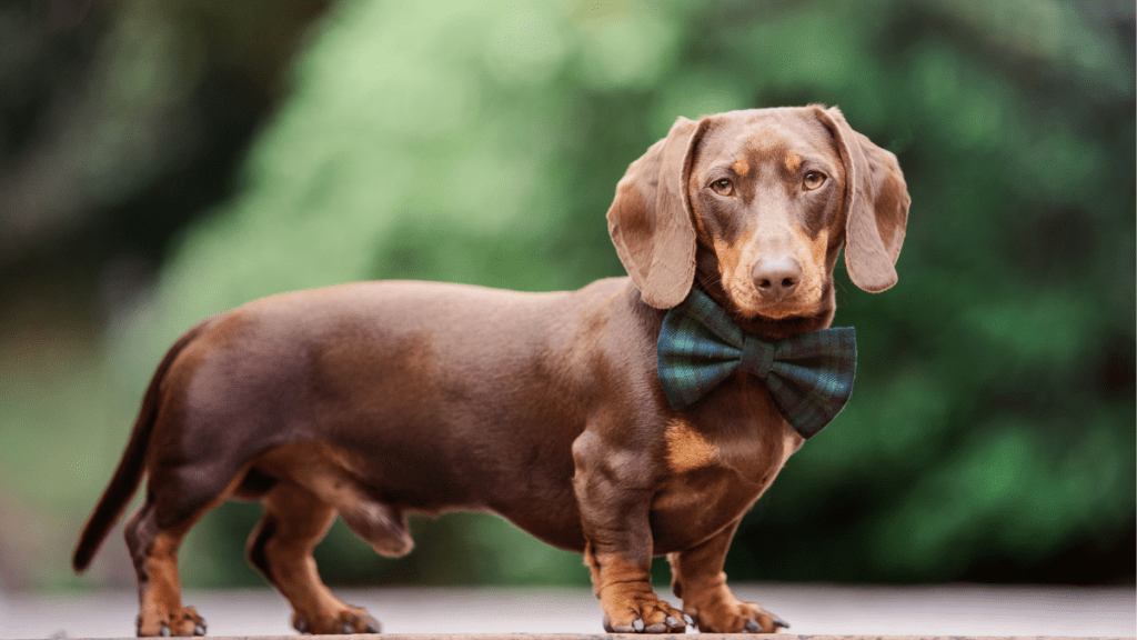 Dachshunds Are the Worst Breed