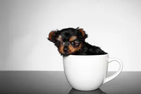 0c38de4b-62f0-4ed4-9c9d-27f4d02c58c8-e1702904601718 Teacup Yorkshire Terrier dog sitting in a cup.