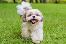 gettyimages-1170243723-e1712685385621-1 Outdoor shot of a Shih Tzu, one of the best small dog breeds for first-time owners, walking on the grass.