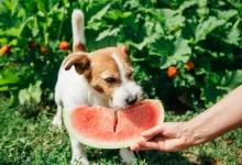 Jack Russell Terrrier eating watermelon, a human food that is safe for dogs to eat.