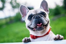 gettyimages-1459116917-e1689166928541 Smiling small dog, a French Bulldog, standing up on a porch with a background of grass.