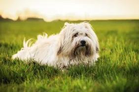gettyimages-471499946-e1693624671740 Funny, fluffy, white small dog breed playing on a spring meadow in the evening. Coton de Tulear breed. Shallow depth of field. Healthy and happy pup.