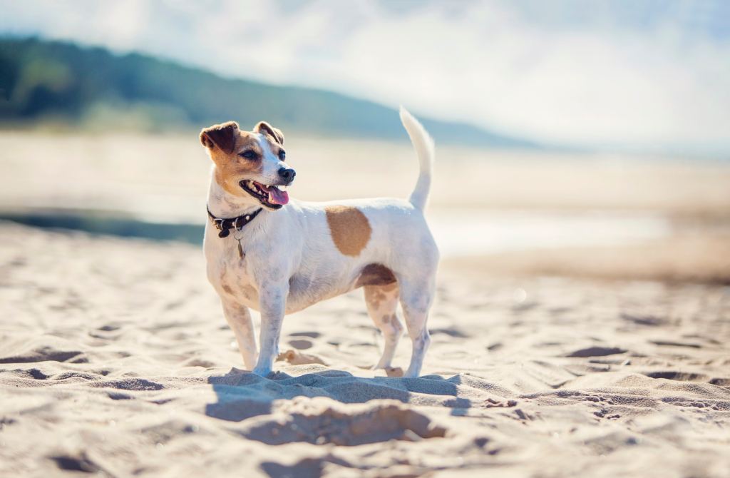 gettyimages-902987468 A Jack Russell Terrier stands on a beach wearing a collar with an ID tag, a smart choice for safety with dogs on the beach.