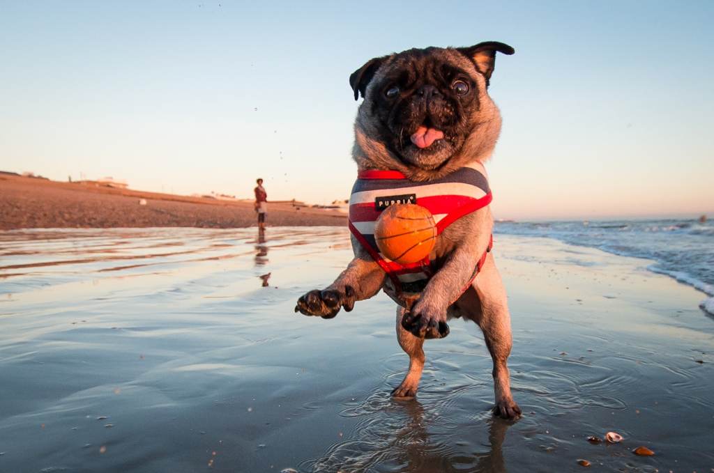 gettyimages-908012290 A Pug jumping for a ball at the beach. The small toy basketball has a smooth coated texture, a smart choice when following safety tips for dogs at the beach.