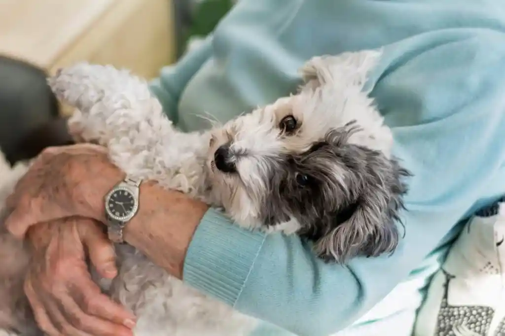img_3091-e1729005055292 Happy senior woman cuddling her small Havanese dog at home.