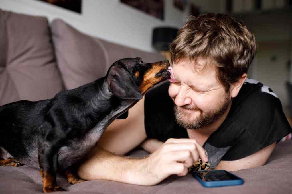 img_3165-e1729877955301 Dachshund licking human’s face.