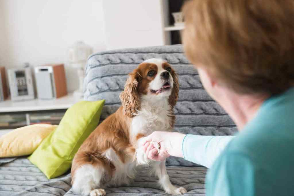 img_3168-e1729877745695 Cavalier King Charles Spaniel dog greeting guest at home, portraying the breed’s friendly nature.